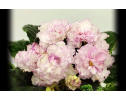 ЛЕ-Молочная Карамель 598